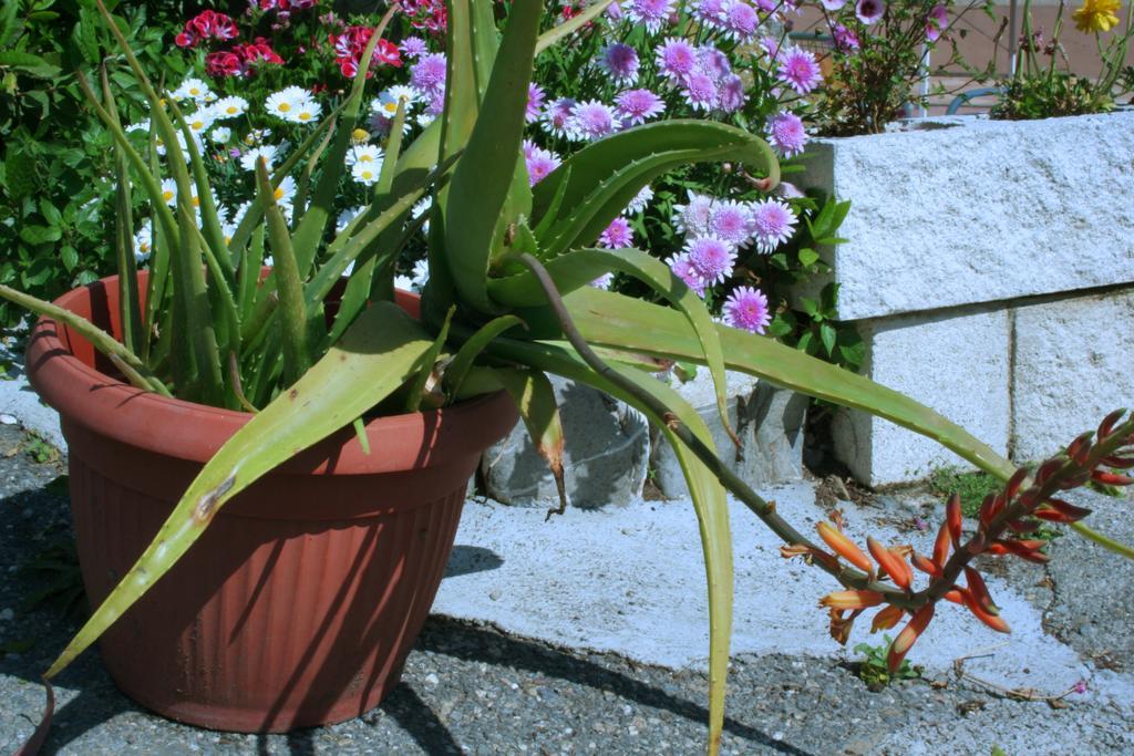 Camping Delfino Albenga Chambre photo